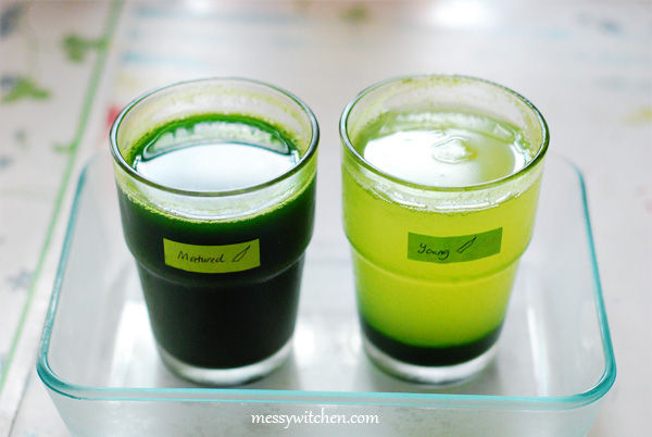 Making Pandan Extract From Pandan Juice